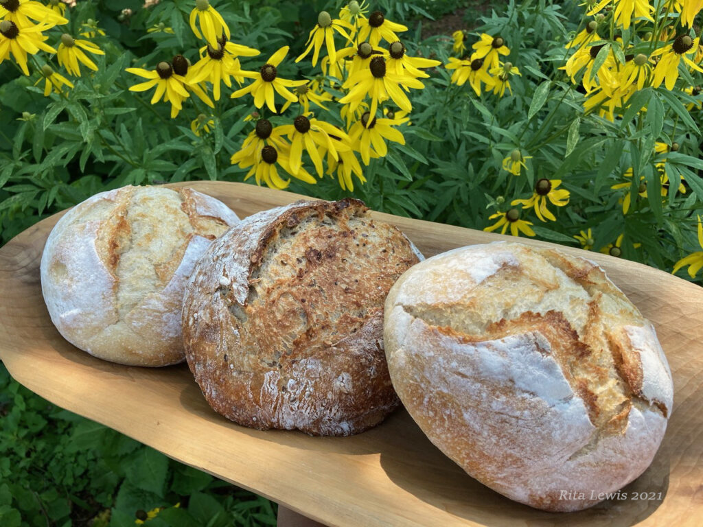 Sourdough loafing in the garden